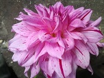 Квітка декоративної жоржини сорту Принс Карнавал