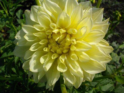 Фотографія квітки жоржини сорту Морнін Сун