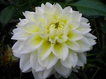 Квітка декоративної жоржини сорту Полонина