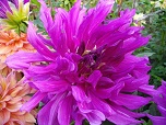 Квітка декоративної жоржини сорту Пурпл Тайхеджіо