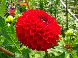 Цветок георгины сорта Ред Кинг