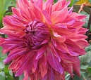 Квітка декоративної жоржини сорту Пенхілл Дарк Монарх