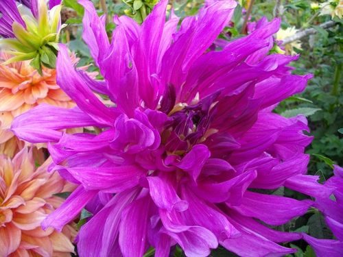 Фотографія квітки жоржини сорту Пурпл Тайхеджіо
