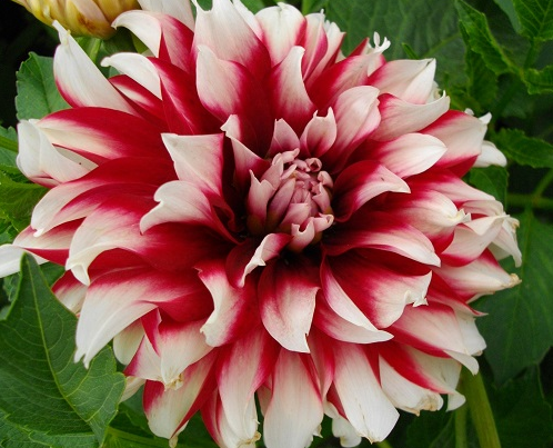Квітка жоржини сорту Сайделштольц