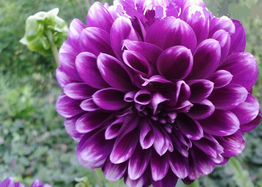 Квітка жоржина Фіолетова Сакуро
