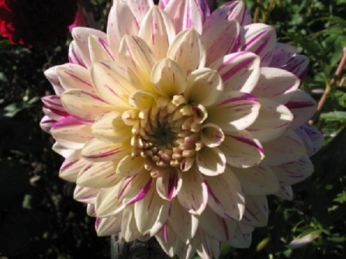 Фотография цветка георгины сорта Смоки 