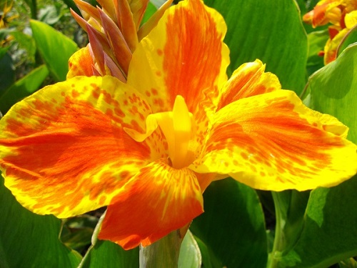 Цветок канна сорта Тарудант (Taroundant)