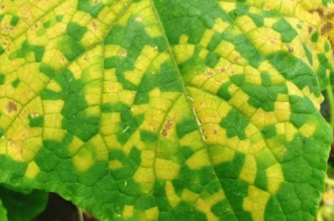 Вирусная мозаика на листьях