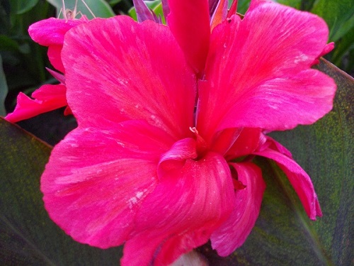 Цветок канна сорта Ватермелоун